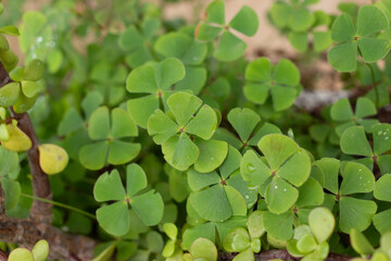 four-leaf clover St. Patrick's Day