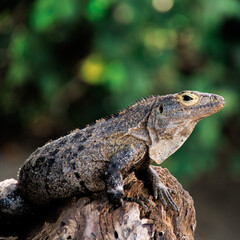 Gemeiner Schwarzleguan
