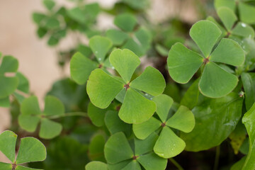 four-leaf clover St. Patrick's Day