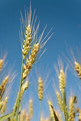 Grain growing in summer against blue sky with a slight wind near Hartford, Wisconsin
