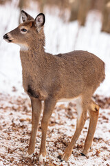 A yearling white tailed deer with two front white feet, in late December near Hartford, Wisconsin