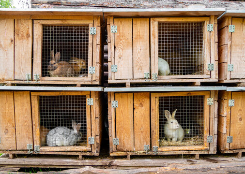 .Wooden cages with rabbits sitting in them