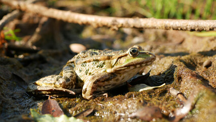Marsh frog Pelophylax ridibundus green close-up, amphibian water frog sits on mud animal moss wetland, endangered species of nature, natural purity indicator biodiversity detail, swamp Europe
