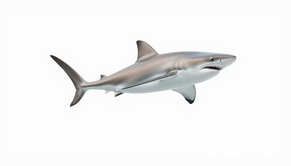 Naklejka premium Sleek Grey Shark - a Serene Underwater Portrait