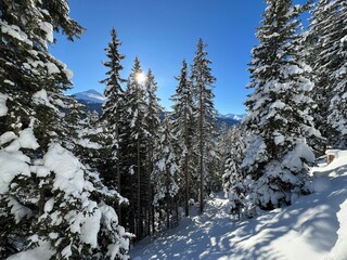 Picturesque canopies of alpine trees in a typical winter atmosphere in the Swiss Alps and over the tourist resort of Davos - Canton of Grisons, Switzerland (Kanton Graubünden, Schweiz)