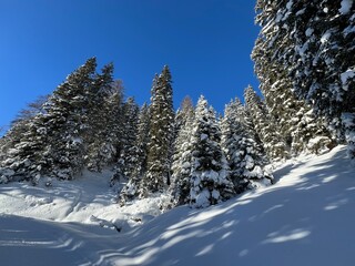 Picturesque canopies of alpine trees in a typical winter atmosphere in the Swiss Alps and over the tourist resort of Davos - Canton of Grisons, Switzerland (Kanton Graubünden, Schweiz)