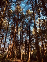Fototapeta premium Tall trees in woodland during the golden hour with beautiful light and shadows