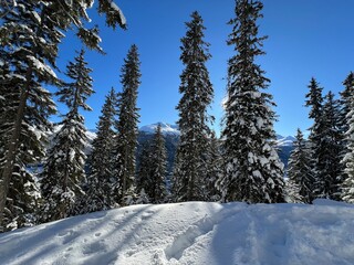 Picturesque canopies of alpine trees in a typical winter atmosphere in the Swiss Alps and over the tourist resort of Davos - Canton of Grisons, Switzerland (Kanton Graubünden, Schweiz)