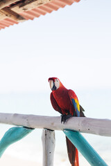 Perroquet face &agrave; la mer