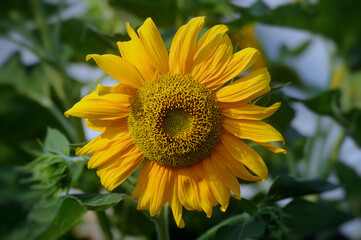 Yellow sunflowers against blue sky. Summer background