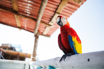 A parrot perched on the railing of a hotel terrace facing the sea, its feathers vibrant red, blue, and yellow.