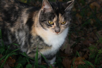 Fototapeta premium Hauskatze Katze auf der Jagt nach Beute im Gras
