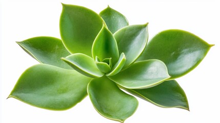 A succulent plant with vibrant green leaves arranged in a rosette shape.