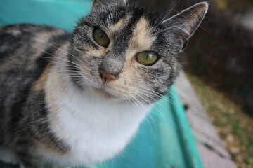 Katze Kopf aus der Nähe aufgenommen