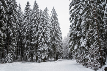 A snowy path winding through the Chocholowska Valley, surrounded by trees blanketed in fresh snow. The serene winter scene invites a sense of quiet and untouched natural beauty.