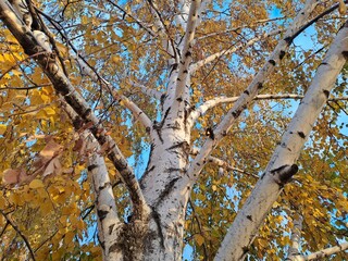 birch