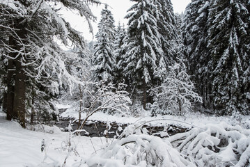 A snowy path winding through the Chocholowska Valley, surrounded by trees blanketed in fresh snow. The serene winter scene invites a sense of quiet and untouched natural beauty.