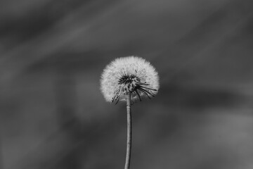 Dandelion in full bloom.