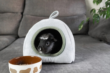 Black Guinea Pigs in a little house