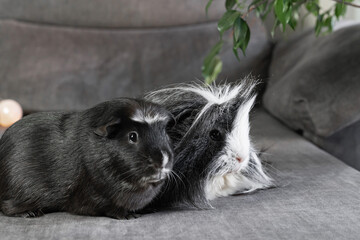 dos Guinea Pigs