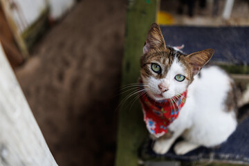 Magnificent cat staring through the lens of a camera with its green eyes.