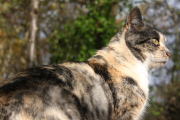 Rücken einer Katze aus der Nähe 