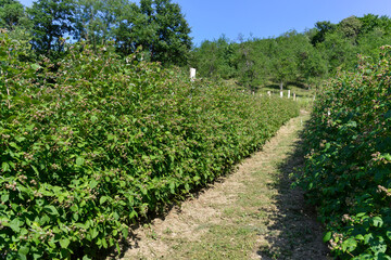 Naklejka premium Culture, framboisier, Rubus idaeus, Serbie