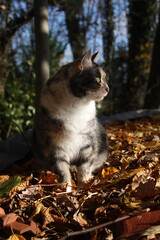 Rücken einer Katze aus der Nähe 