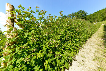 Culture, framboisier, Rubus idaeus, Serbie