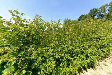 Culture, framboisier, Rubus idaeus, Serbie