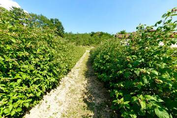 Culture, framboisier, Rubus idaeus, Serbie