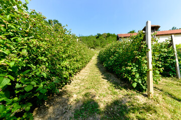 Culture, framboisier, Rubus idaeus, Serbie