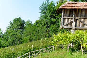 Culture, framboisier, Rubus idaeus, Serbie