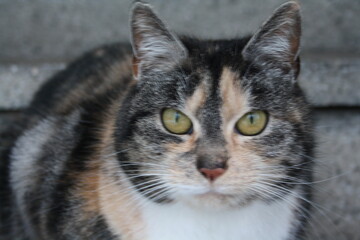 Katze Kopf aus der Nähe aufgenommen