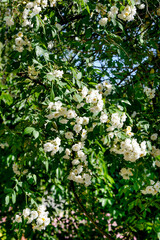 Fototapeta premium Rose, variete Seagull