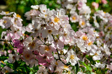 Rose, variete Matchball