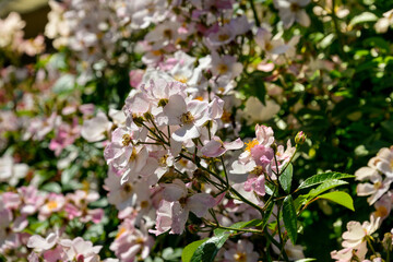 Rose, variete Matchball