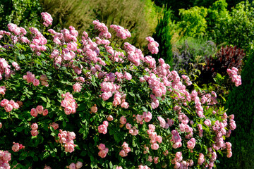 Fototapeta premium Rose, variete Raubritter