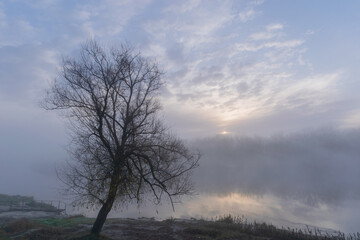 trees in fog