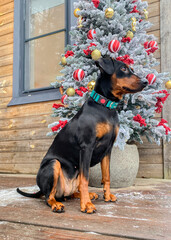 German Pinscher, black and tan, with uncropped ears, sits next to a Christmas tree decorated with golden toys and red balls and berries