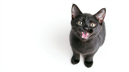 Playful black cat with expressive face indoor setting pet photography bright background upbeat mood