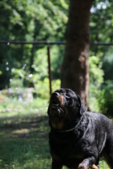 Hund Rottweiler spielt mit Wassertropfen im Garten im Sommer