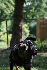 Hund Rottweiler spielt mit Wassertropfen im Garten im Sommer