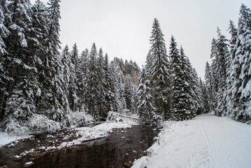 A snowy path winding through the Chocholowska Valley, surrounded by trees blanketed in fresh snow. The serene winter scene invites a sense of quiet and untouched natural beauty.
