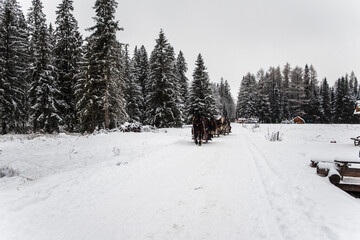 Snowy road leading to Chocholowska valley at winter, Tatra Mountains, Poland.