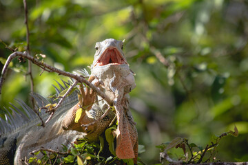 Green iguana on a Tree in Mexico.