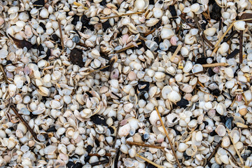 Close-Up of Seashells and Driftwood on a Beach. Natural Composition of Shells and Organic Debris on Sand.