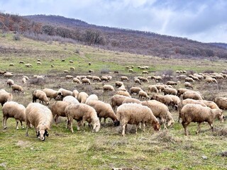Obraz premium flock of sheep on a meadow