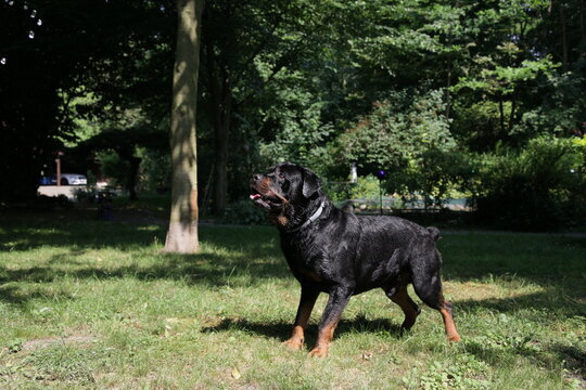Rottweiler Hund spielt mit Wasser im Sommer