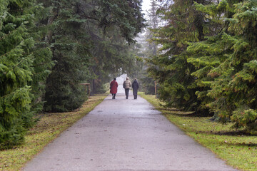 Fototapeta premium Group Walk Along a Forest Pathway on a Misty Morning. Three People Strolling Through Evergreen Woods.